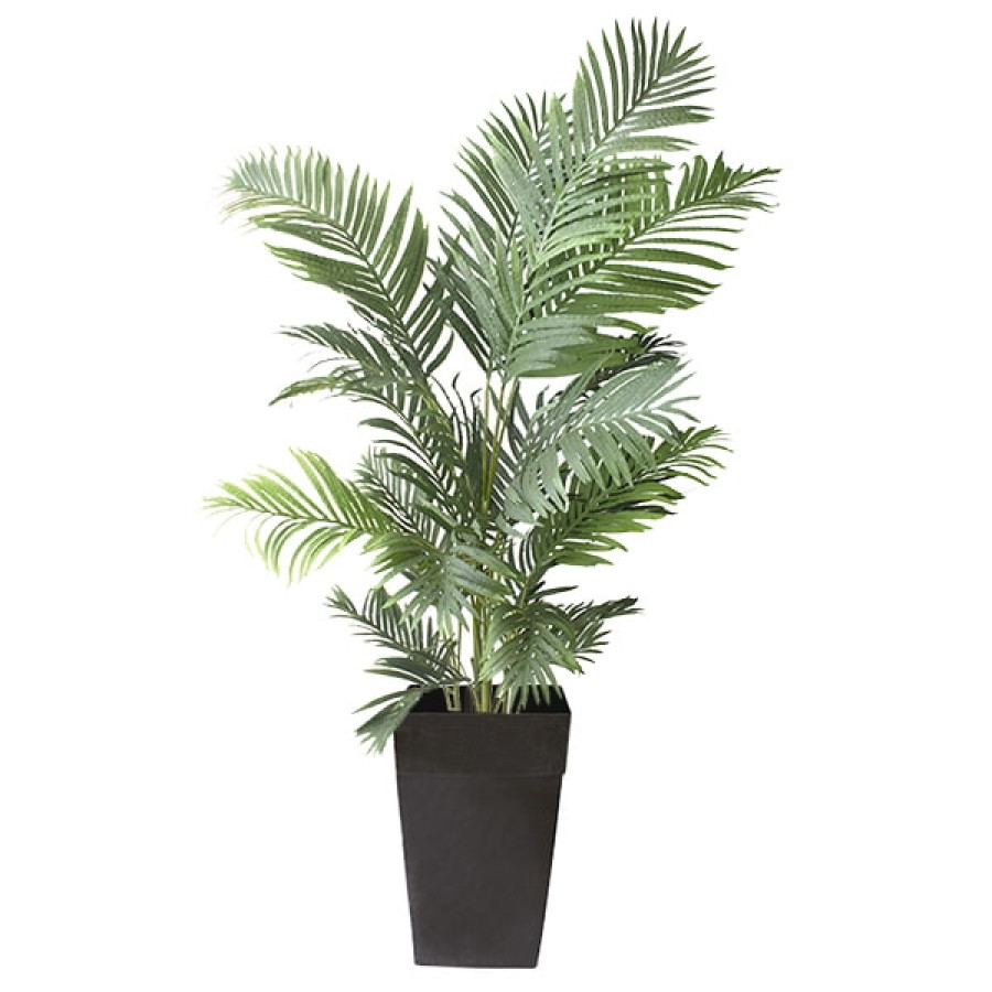 Plante en pot - Palmier Areca 6'