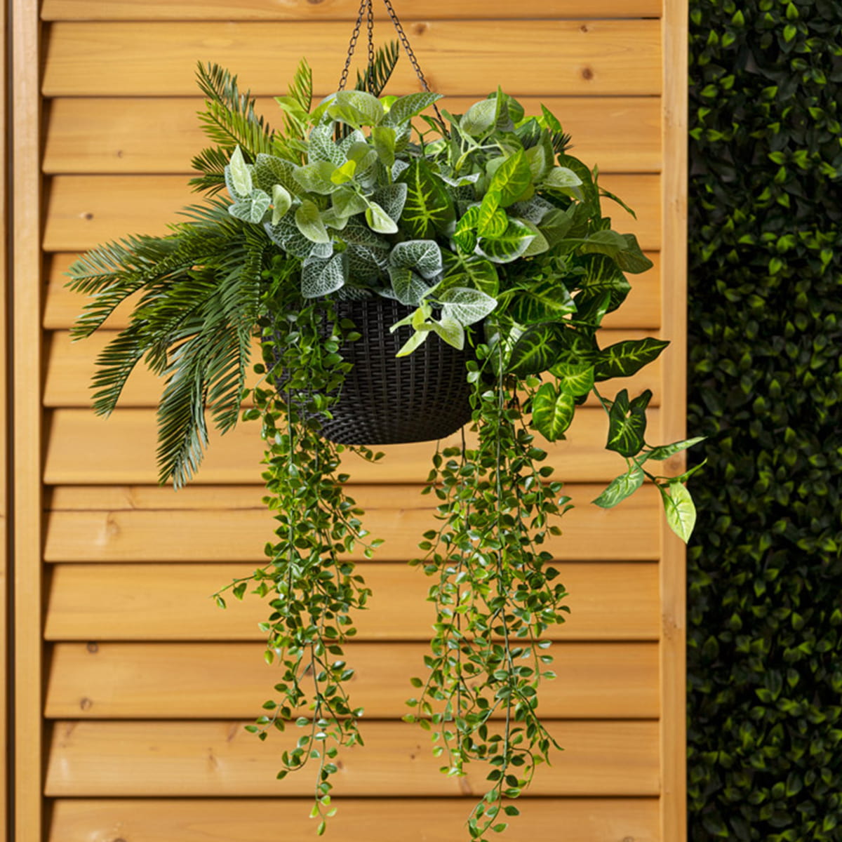 Jardinière suspendue fittonia et verdure mixte